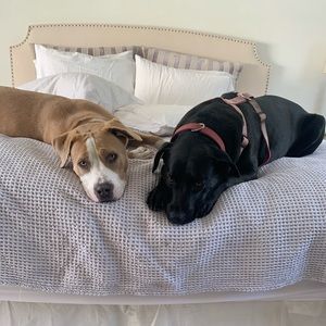 Meet your Posher, Amy